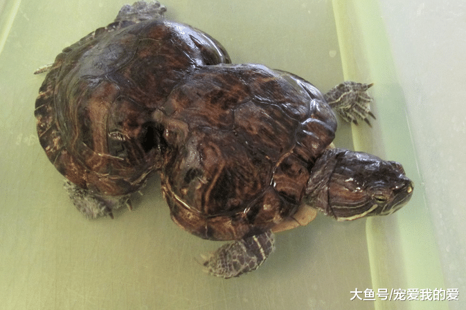 小乌龟20年前被塑料套卡住毁了身体，如今它却成改变世界的动力