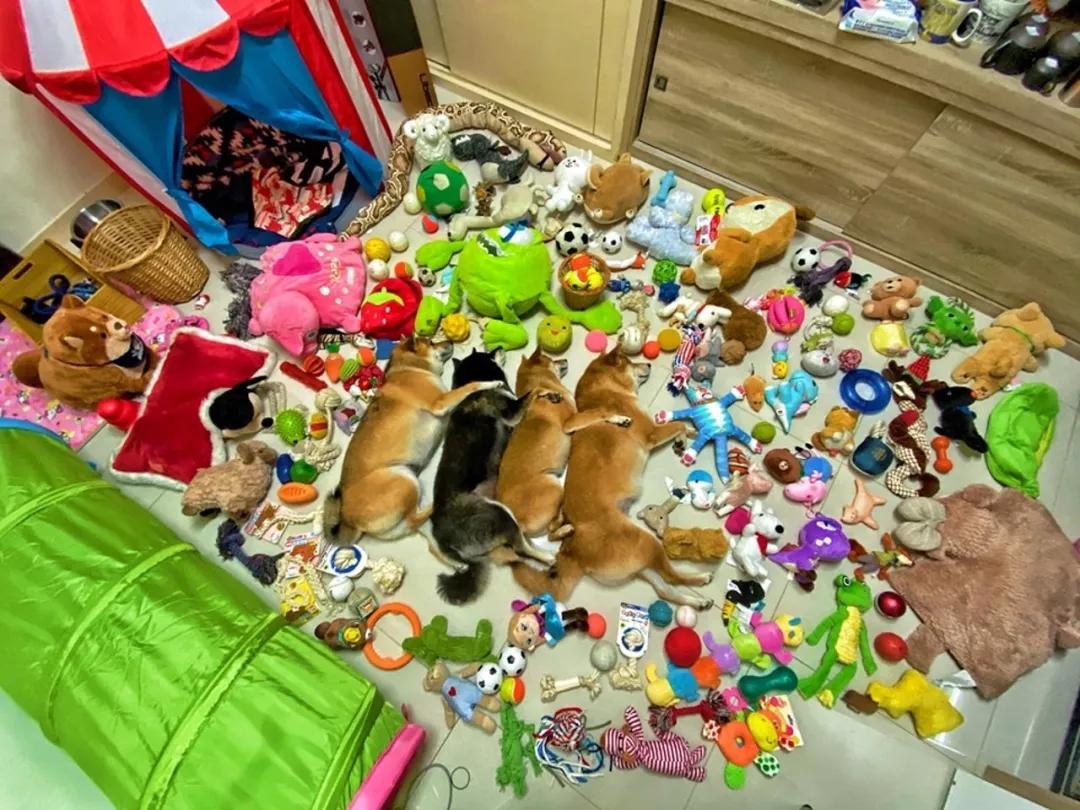 打开这4只柴犬的玩具箱，画面极其壮观，网友：最牛开箱文