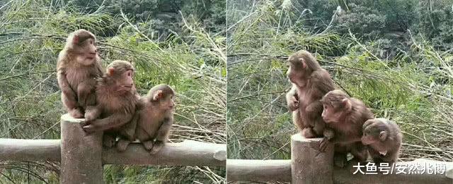 妹子兴冲冲去爬峨眉山，没下山就哭了：你们四川猴子咋回事