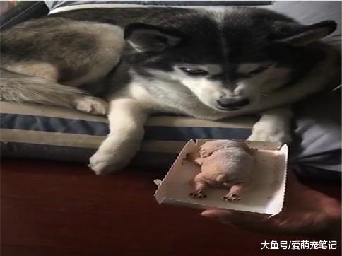 面对狗形蛋糕网友只要动勺子, 二哈就龇牙咧嘴表示抗议, 一脸正义