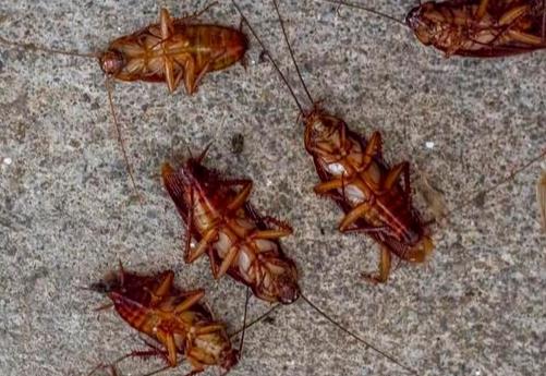 厨房“蟑螂”到处爬，只1个鸡蛋壳，不需要2块钱蟑螂一只不剩