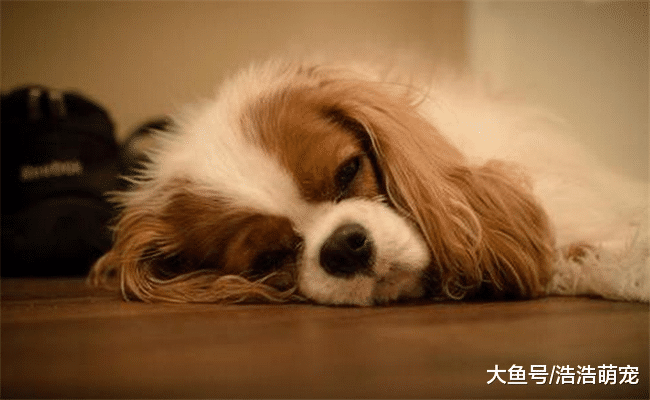 狗狗为什么会出现呕吐的情况? 原因有5个, 生病在内