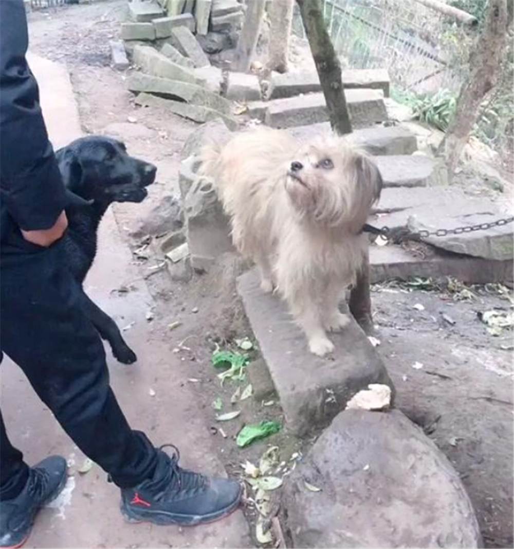 大黑狗貪玩掙脫脖套，主人把狗拖回家，狗子的舉動讓人哭笑不得…