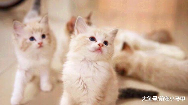 新手看过来，快速让猫咪融入家庭生活