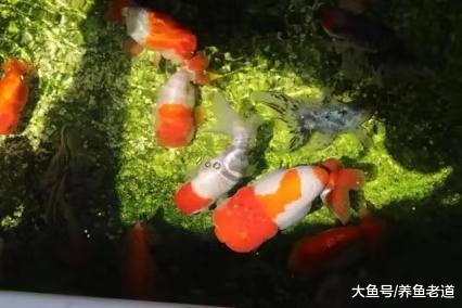 我的几缸观赏鱼，都是采用什么样的投喂方式，如何投喂比较合理？