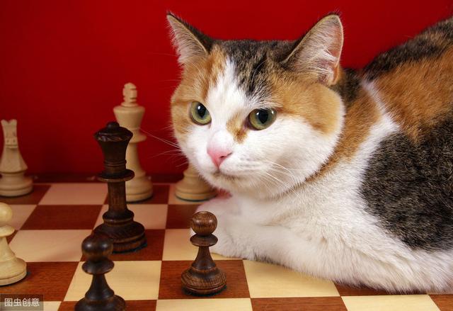 猫群中也有出主意的猫，大多曾生活在人家中，会深度影响其他猫