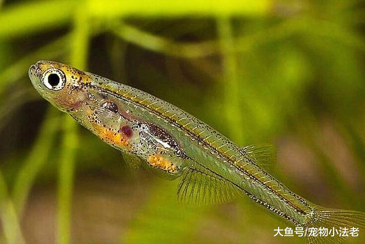 1种被称为“魔鬼”的生物，比食人鱼还要强，喜欢钻入尿道吸血！