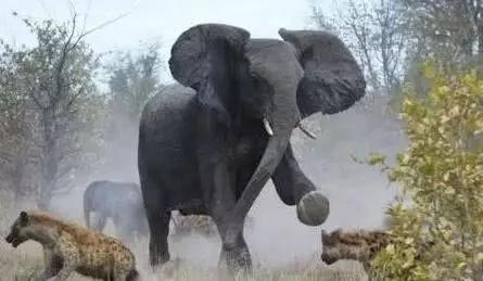 实拍一群鬣狗自不量力, 招惹一头大象, 结局太狼狈!