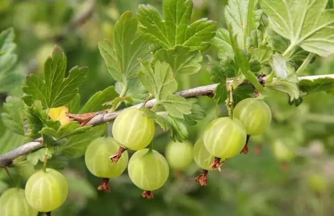 此果当零食吃一把， 能治咽喉炎，口腔溃疡，谁吃谁好
