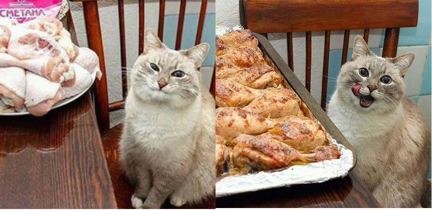 ?爆笑！大型吃货现场，喵咪想吃到变形！