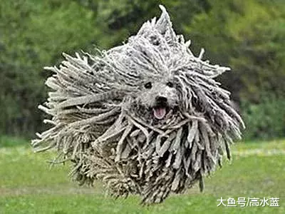 常年被人当成“拖把”的狗，以呆萌著称，却把当地的狼差点弄灭绝