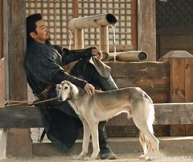 《长安十二时辰》中的细犬，出场费几十万，网友：谁说养狗不挣钱