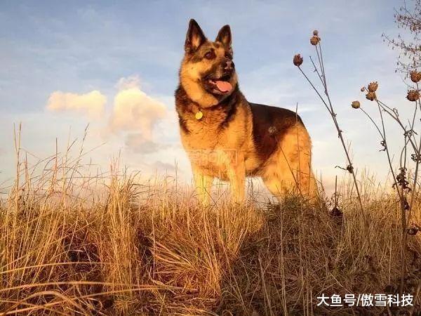 德国，一个被誉为“永远不会出现流浪狗”的国家
