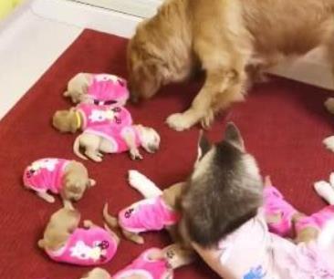 金毛妈生了一窝小金毛, 家里的二哈乐坏了, 训练出了一支拆迁队