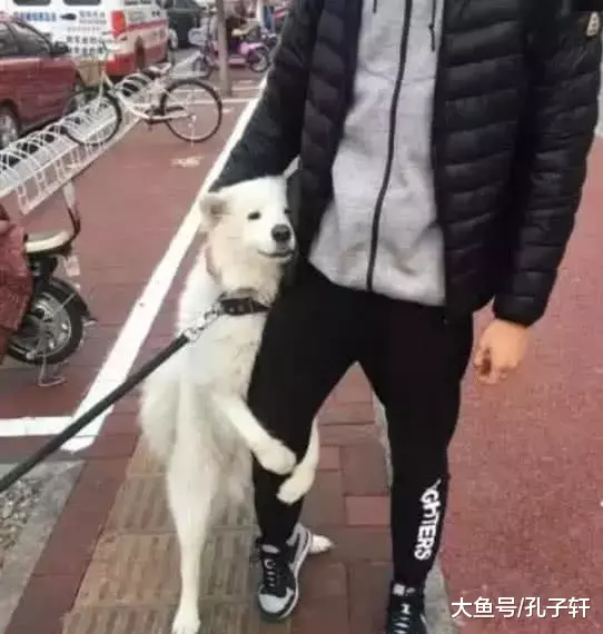 萨摩耶见到帅哥变花痴，抱着男士的腿不放，主人在一旁傻傻的苦笑！