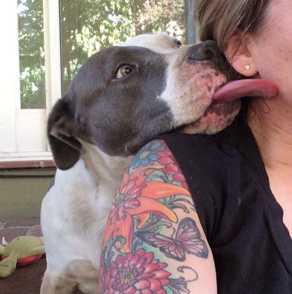 狗狗舔人很常见，但舔耳朵又是怎么回事？揭秘狗狗舔耳朵五大原因