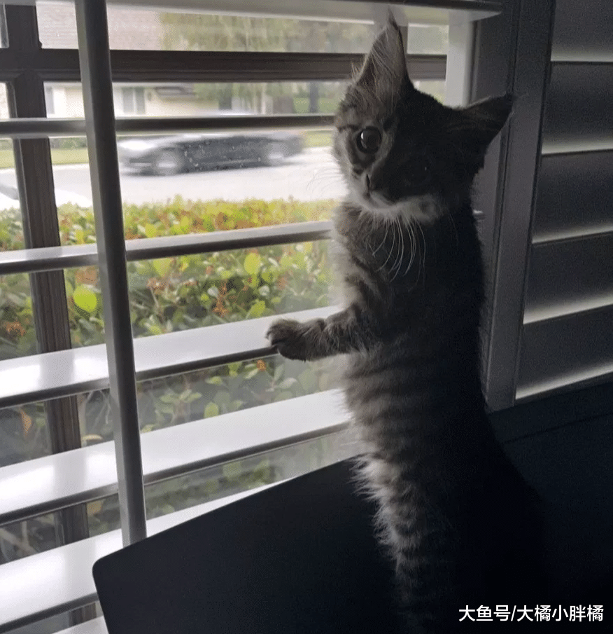小猫很中意小伙，3次见面终让小伙伸出援手，它的反应简直萌翻了