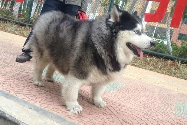 汪界又出了一款新品种，一只哈士基的日常生活！