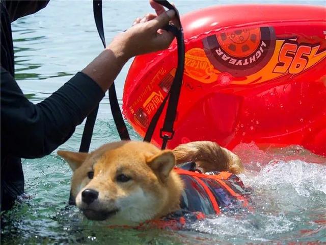 铲屎官携柴犬激浪漂流，狗狗被迫独自坐船，漂到终点仍不敢下水