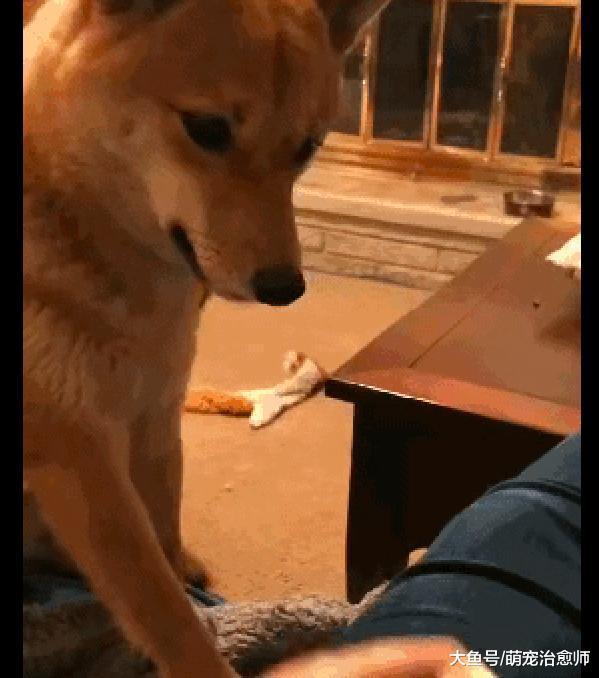 主人喂柴犬爆米花吃，结果却被另只狗抢走了，柴犬：宝宝好委屈！