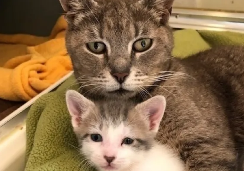 好心人在野外拯救了猫咪母子，被救助后，猫妈妈抱着孩子流出泪水