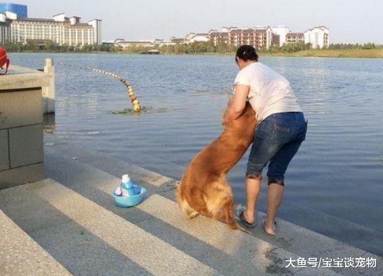 主人带金毛去洗澡，结果这货死活不配合，无奈只好使出大绝招
