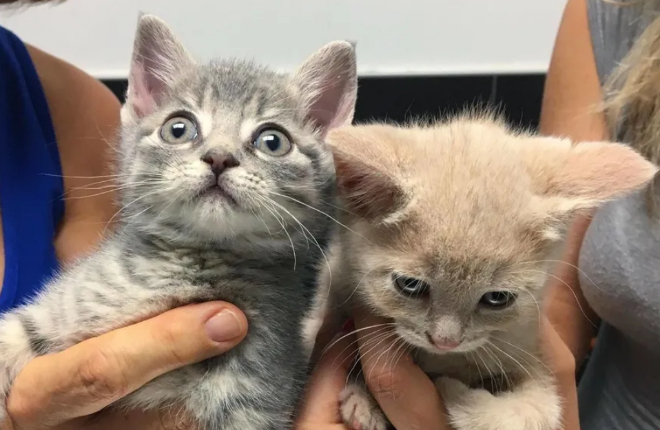 流浪街头的猫咪兄弟，获救之后，紧紧抱住对方不愿分离