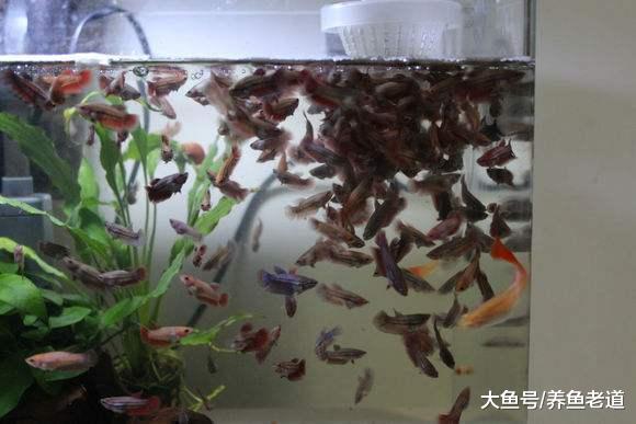 如果春節出遠門，魚缸里的觀賞魚最多可以多長時間不喂食？