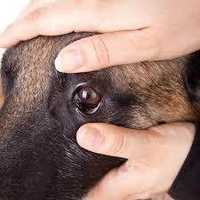 万万没想到，狗宝宝出生时的瞎，其实是在保护狗狗