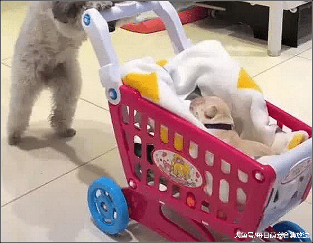 泰迪被骗绝育，隔天发现它在客厅玩，走近一看顿时不淡定了