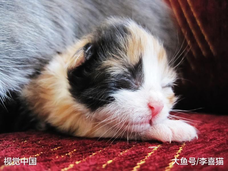 再高冷的猫咪都有一颗充满爱的心, 它们就是这样一步一步征服人类的