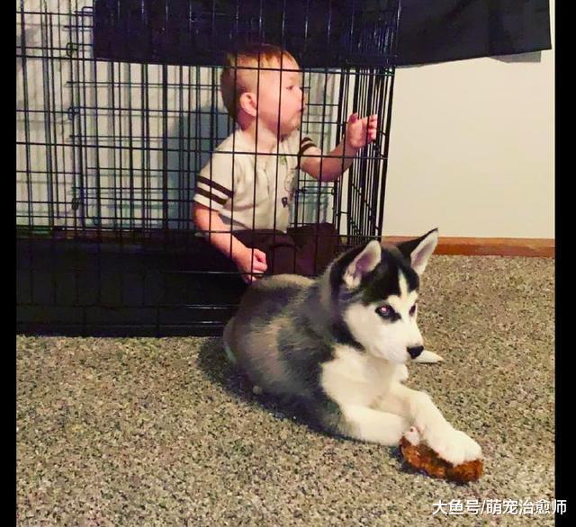 網友睡了一會，兒子就被哈士奇關進了籠子，二哈：和我比你還嫩！