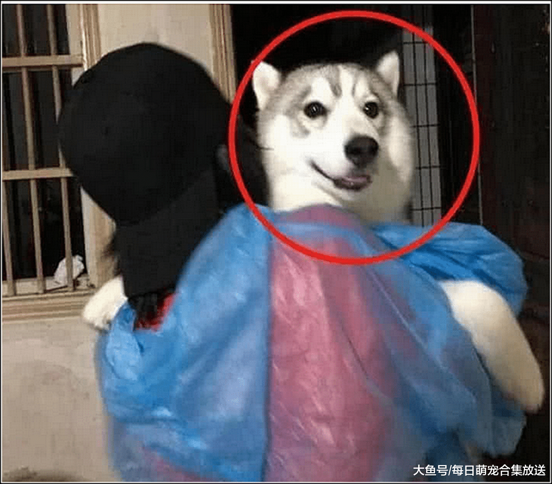 女主把二哈送朋友，它以为是去别人家做客，听到两人对话后崩溃了