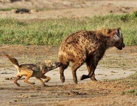 胡狼饿昏了头去捕捉比自己强大的鬣狗, 还真是自不量力阿