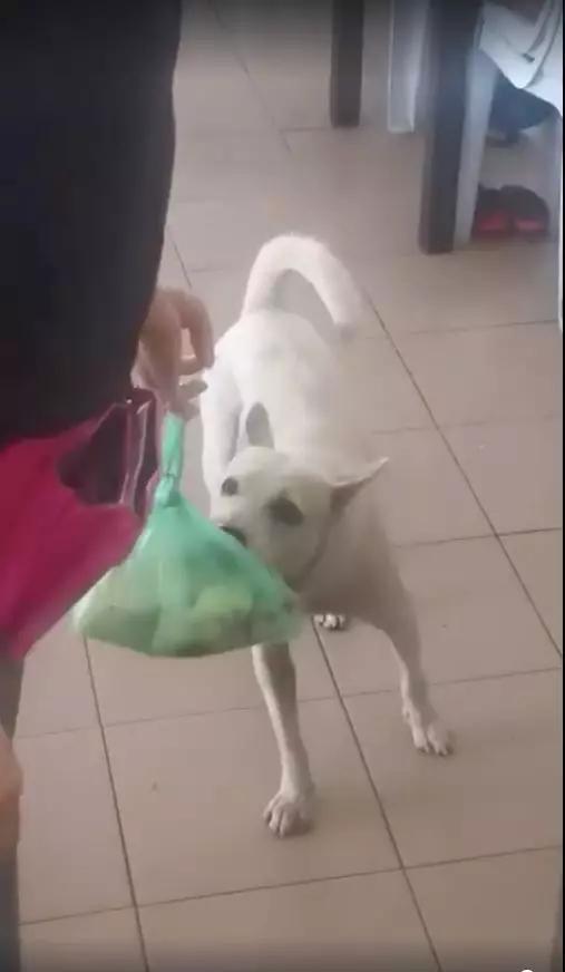 流浪狗每天去饭店打包，从常客变成了网红，画面令人动容