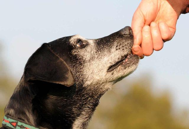 如何消除狗对自己的敌意？四步接近怕人的狗狗，接近流浪狗也可用