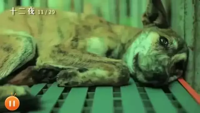 每年，都有2亿条生命被抛弃、虐待：我们虽然没有杀过人，却都差点做了刽子手