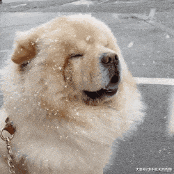 害怕狗狗冷给它穿衣服? 这5种狗狗, 千万别乱穿, 有危险!