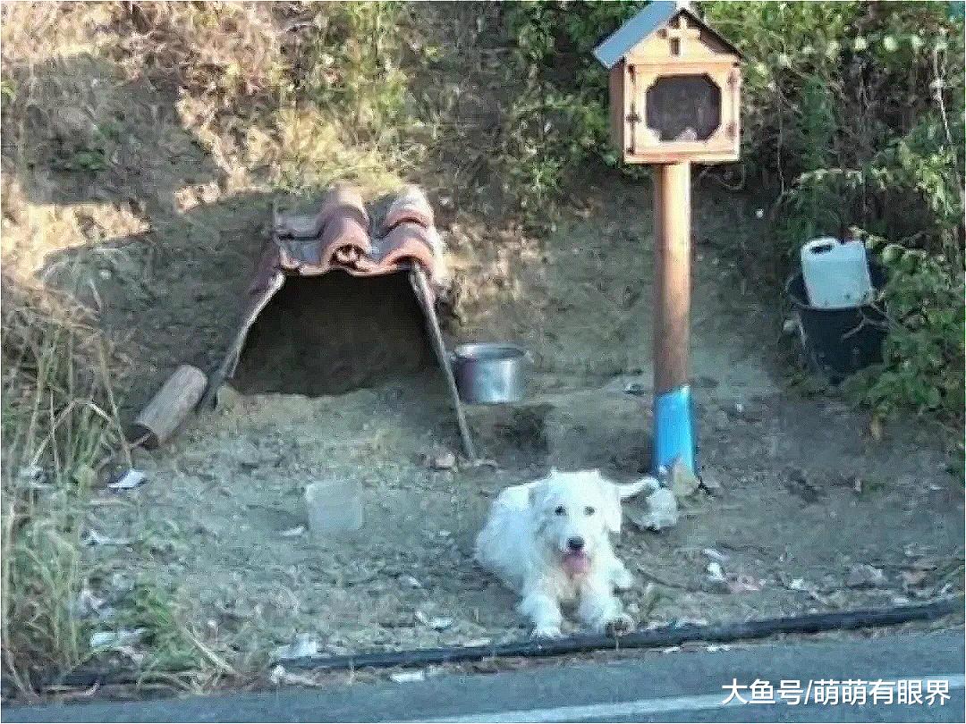 主人离家后意外丧命，狗狗神奇感知，赶到车祸现场，从此再没离开……
