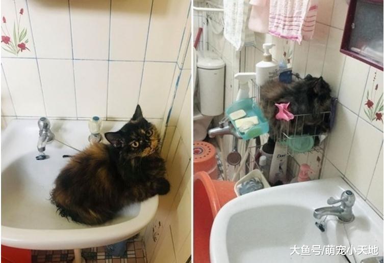 萌猫以超人飞的姿势横挂梯子上，守护肉粽不愿下来让主人笑翻