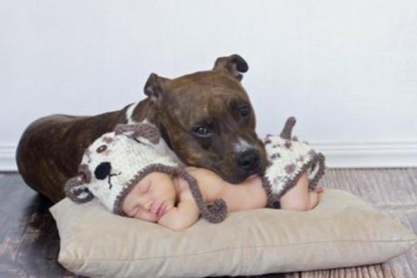 凌晨家犬叫聲不止，女主人到客廳嚇一跳