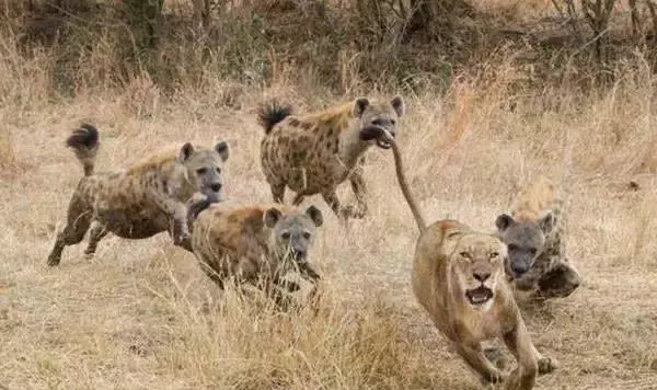 100只东北虎放到非洲大草原上，100年后会发生什么？