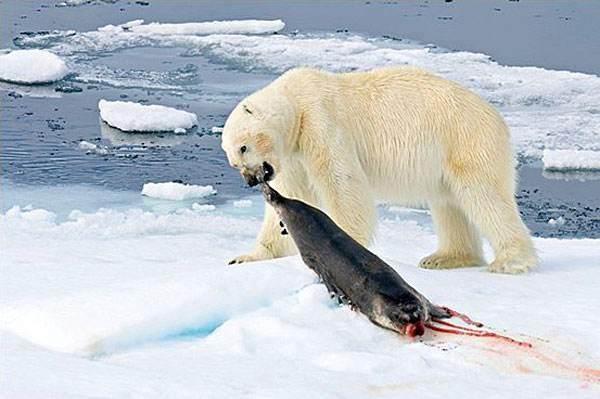 北極熊——北極的霸王，世界上最大的食肉動物