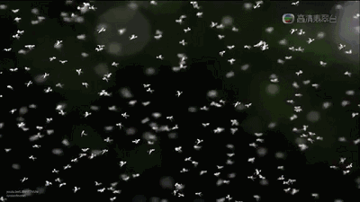 中国又一发明！纯物理的“万能灭蚊器”，让你天天帮蚊子收尸体