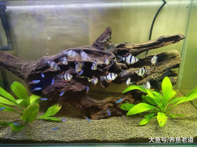 现在这个季节的新鱼友们是饲养草金鱼好，还是小型热带鱼好？