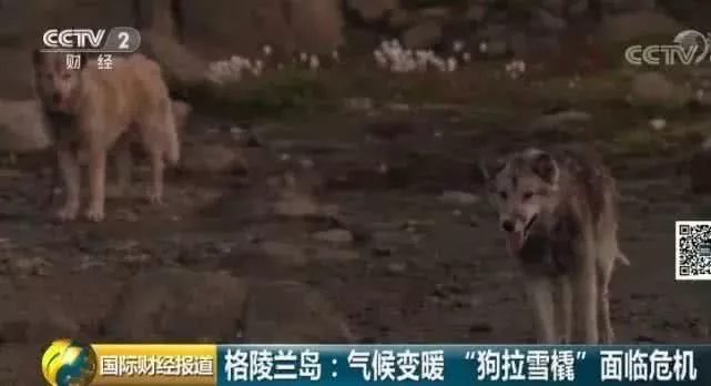 雪橇犬14年间锐减10000，它们到底经历了什么？
