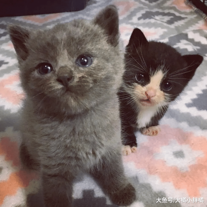 两只流浪猫彼此相伴，有了小猫后更加不愿分开，深厚感情令人羡慕