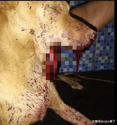 熊孩子为找乐子, 把鞭炮塞进流浪狗嘴里, 结果……