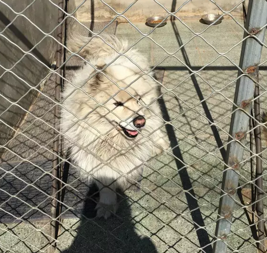 第三站, 首都北京, 160只流浪狗, 3000斤粮食和4个人