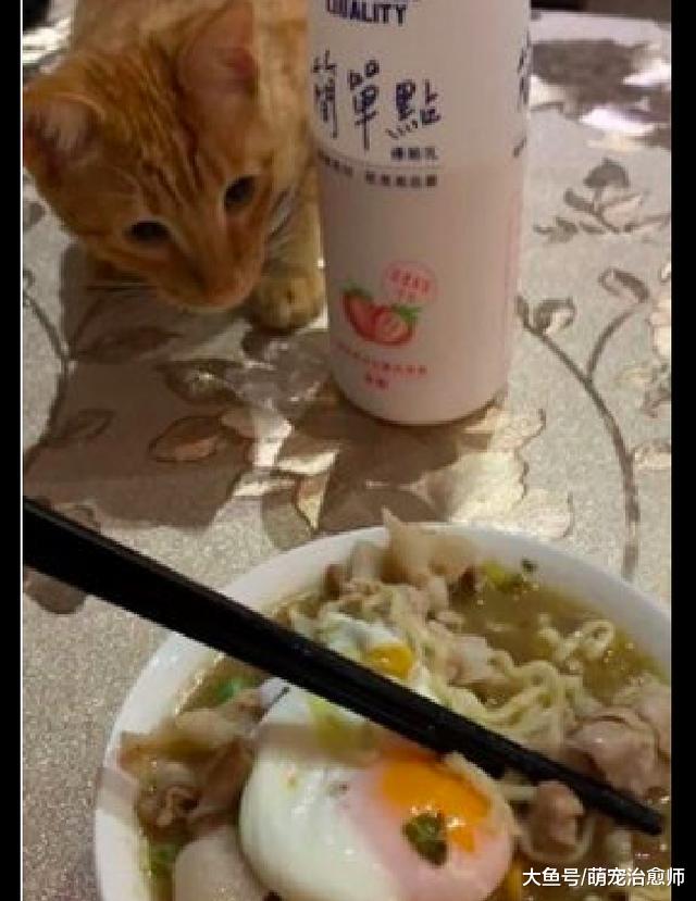 网友下好面条要拍照发朋友圈，猫咪趁机过来偷吃，这面还能吃吗？